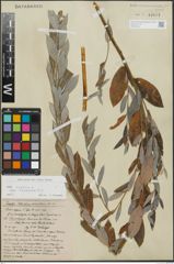 Foto von Salix repens subsp. incubacea (L.) A. Neumann